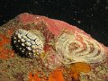 Phyllidia elegans